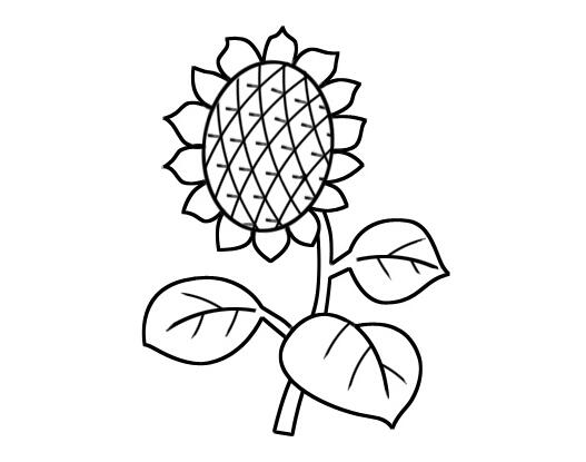 简单向日葵怎么画向日葵简笔画图片素描-www.qqscb.com