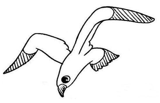卡通海鸥怎么画海鸥简笔画图片素描-www.qqscb.com