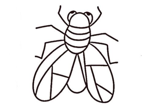 苍蝇的画法讨厌的苍蝇简笔画图片教程-www.qqscb.com