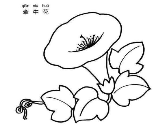 牵牛花怎么画牵牛花简笔画图片素描-www.qqscb.com