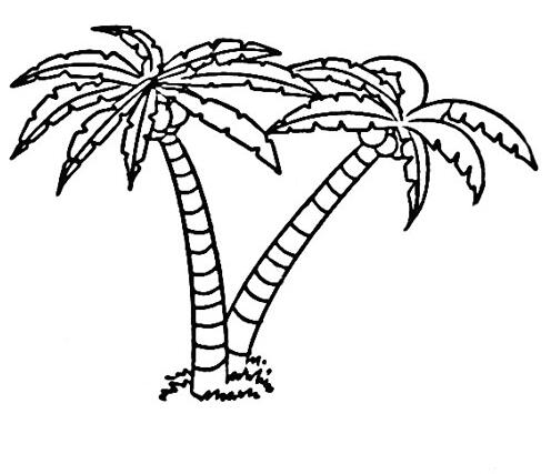 椰子树怎么画 椰子树的画法图片素描-www.qqscb.com