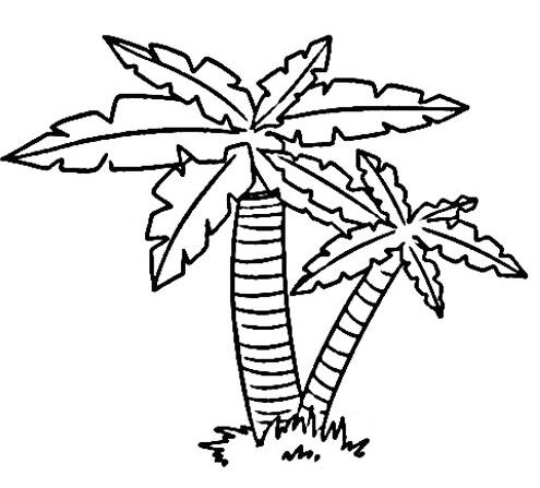椰子树怎么画 椰子树的画法图片素描-www.qqscb.com