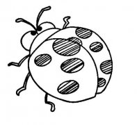 七星瓢虫怎么画 瓢虫的画法简笔画图片素描