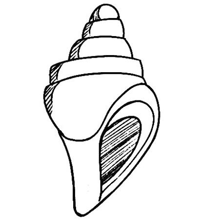 卡通海螺怎么画 海螺的画法步骤图片素描-www.qqscb.com