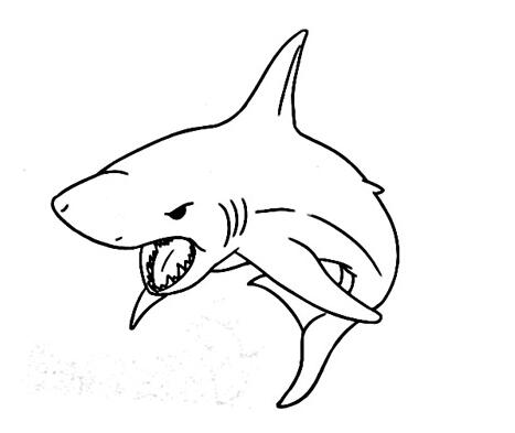 卡通鲨鱼怎么画 鲨鱼的画法图片步骤素描-www.qqscb.com