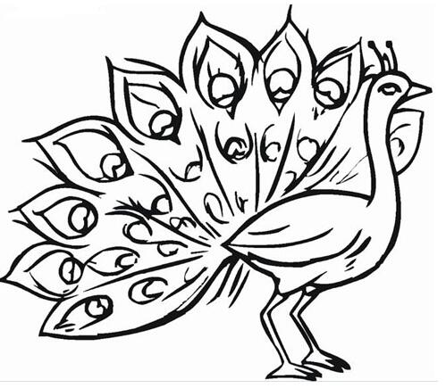 漂亮孔雀怎么画 孔雀的画法简笔画素描-www.qqscb.com