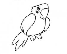 鹦鹉怎么画 鹦鹉的画法简笔画步骤素描