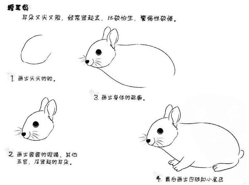 卡通小白兔怎么画 大兔子的画法图片素描-www.qqscb.com