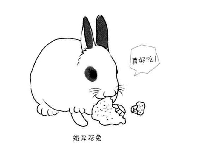 卡通小白兔怎么画 大兔子的画法图片素描-www.qqscb.com