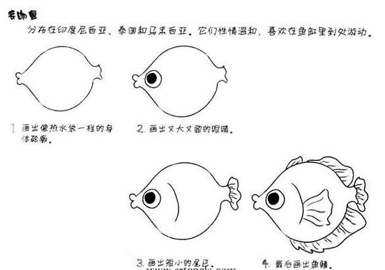怎么画观赏鱼 热带鱼金鱼的画法步骤-www.qqscb.com