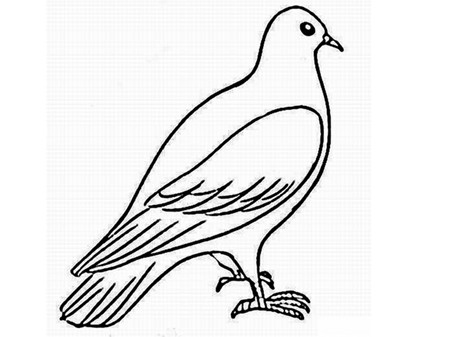 怎么画和平鸽图片 鸽子的简笔画图片教程-www.qqscb.com