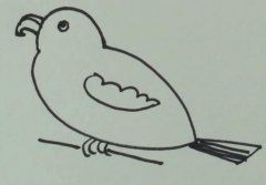 卡通鹦鹉怎么画 鹦鹉的画法视频教程