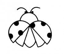 七星瓢虫怎么画 瓢虫的画法图片教程