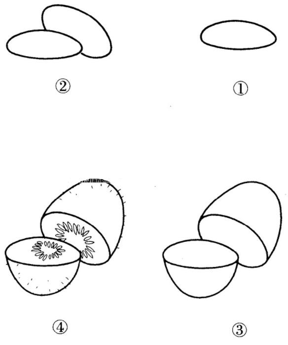 水果猕猴桃怎么画 猕猴桃的画法简笔画图片-www.qqscb.com