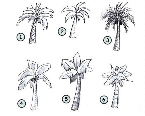 怎么画椰子树 简笔画椰子树的画法图片-www.qqscb.com