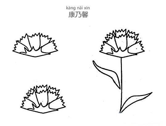 康乃馨怎么画素描 康乃馨的画法简笔画图片-www.qqscb.com