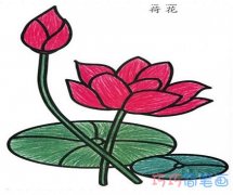 漂亮莲花怎么画 荷花的画法简笔画图片大全