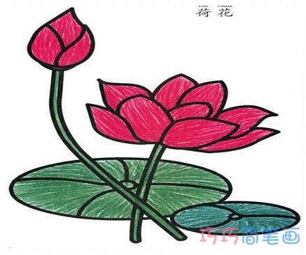 漂亮莲花怎么画 荷花的画法简笔画图片大全