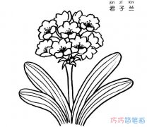 君子兰怎么画 君子兰盆栽的画法简笔画图片