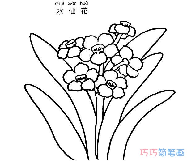 水仙花怎么画 简笔画水仙花的画法步骤图片