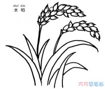 一株水稻怎么画 简笔画水稻的画法图片