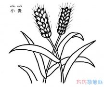一株小麦怎么画 简笔画麦穗的画法图片