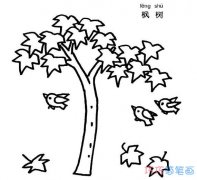 漂亮枫树怎么画 枫树的画法简笔画图片
