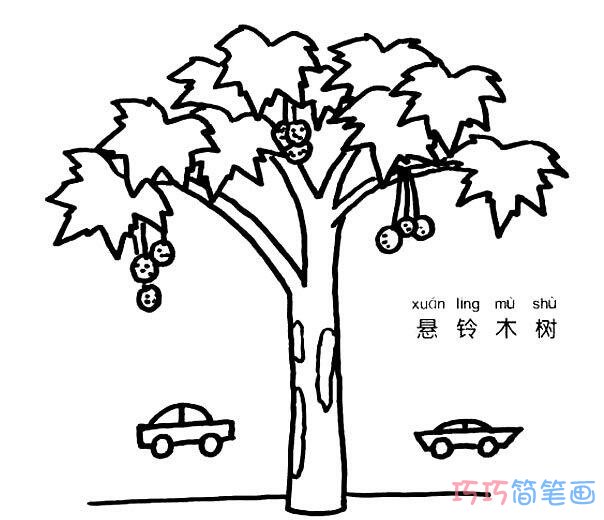 怎么画悬铃木 大树悬铃木的画法图片步骤