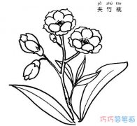 夹竹桃怎么画 植物夹竹桃的画法图片步骤