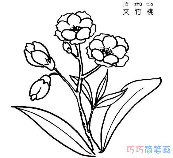 夹竹桃怎么画 植物夹竹桃的画法图片步骤