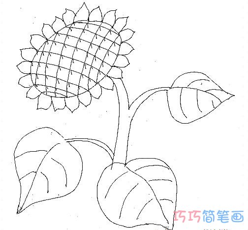 太阳花怎么画步骤 向日葵的画法简笔画图片