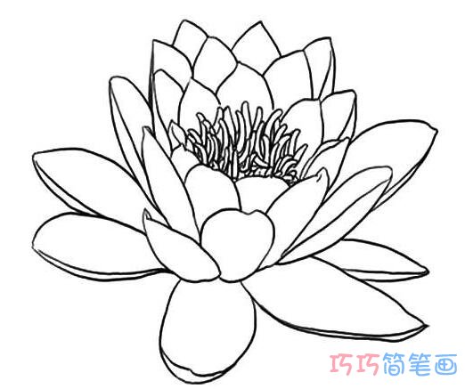 睡莲怎么画步骤 睡莲的画法简笔画图片