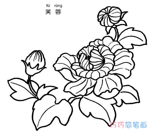 植物芙蓉怎么画 芙蓉的画法简笔画图片