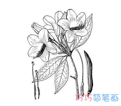 植物芙蓉怎么画 芙蓉的画法简笔画图片