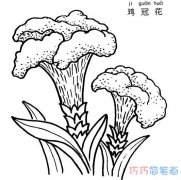 鸡冠花怎么画步骤 简笔画鸡冠花的画法图片