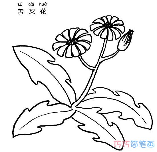 苦菜花怎么画 苦菜花的画法简笔画图片