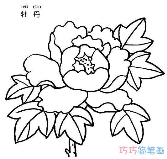 牡丹花怎么画 牡丹的画法简笔画图片