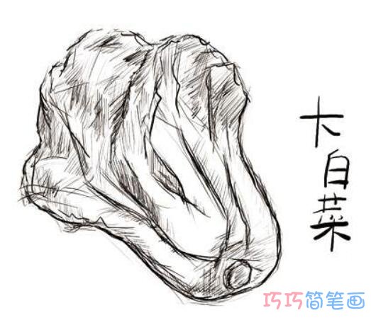 一棵白菜怎么画素描 大白菜的画法简笔画图片