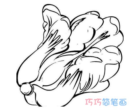 一棵白菜怎么画素描 大白菜的画法简笔画图片