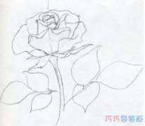 手绘玫瑰花怎么画 玫瑰花的画法图片素描