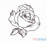 漂亮的玫瑰花怎么画素描_玫瑰花简笔画图片