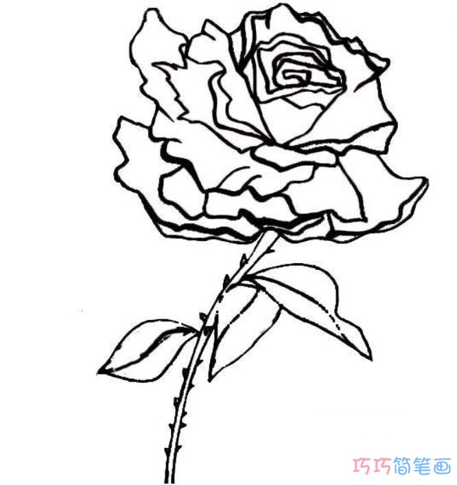 漂亮的川崎玫瑰怎么画_玫瑰花简笔画图片