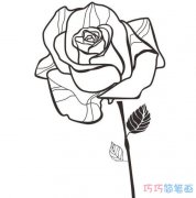 漂亮的玫瑰花怎么画步骤_玫瑰花简笔画图片