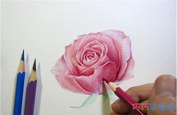 玫瑰花彩铅画步骤图_素描玫瑰花儿童画图片步骤5