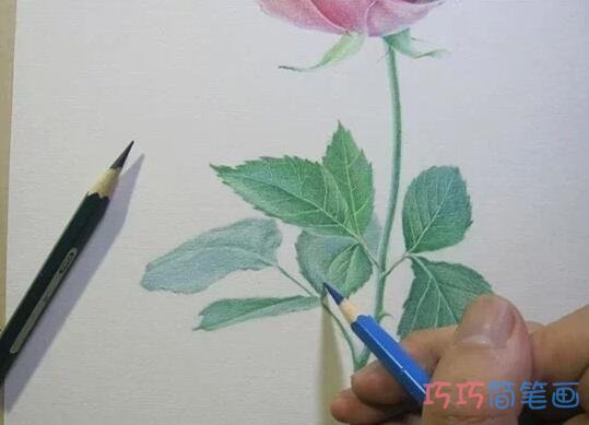 玫瑰花彩铅画步骤图_素描玫瑰花儿童画图片步骤7