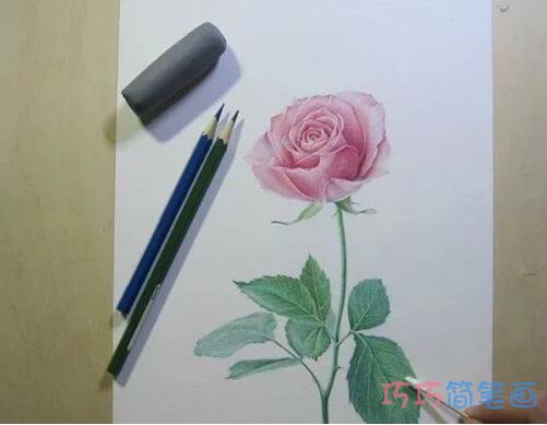 玫瑰花彩铅画步骤图_素描玫瑰花儿童画图片步骤8