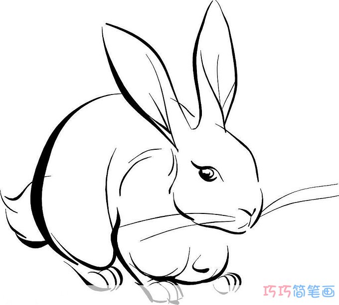 如何快速的画好一只兔子_兔子简笔画图片