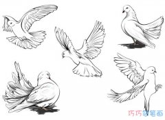 简单又美丽和平鸽手绘素描_和平鸽的简笔画