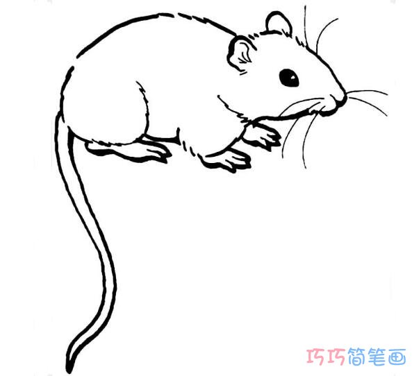 毛茸茸老鼠简笔画怎么画_老鼠简笔画图片