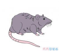 彩色小老鼠的画法步骤图素描_小老鼠简笔画图片